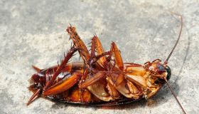 Close-Up Of Dead Cockroach On Floor