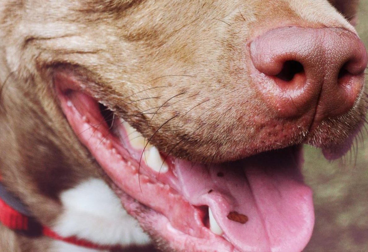 Smiling Red Pit Bull Terrier
