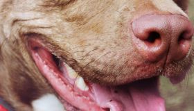 Smiling Red Pit Bull Terrier