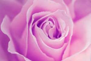 Close-up of a purple rose