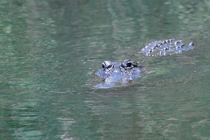 Crocodile in the water of the Everglades National Park, Florida, USA