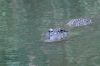 Crocodile in the water of the Everglades National Park, Florida, USA