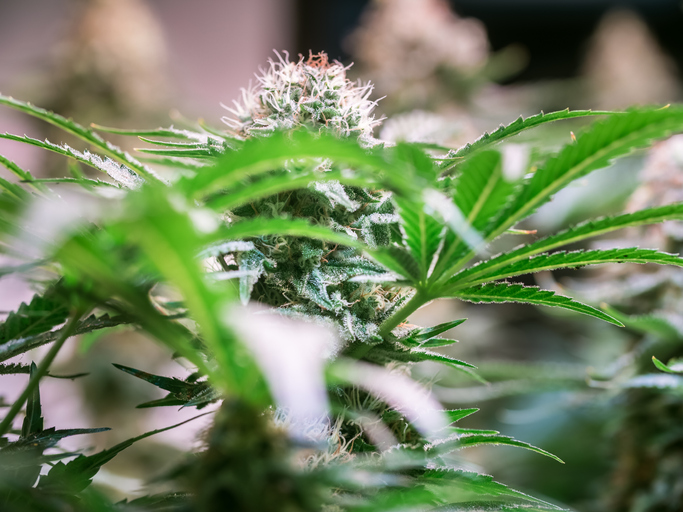 Cannabis Plant Flower HDR