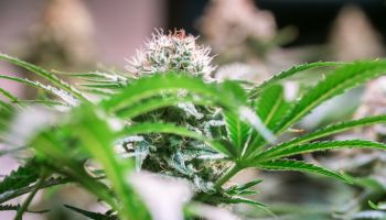 Cannabis Plant Flower HDR