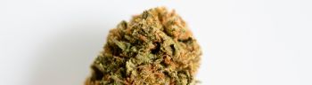 Marijuana bud on white background