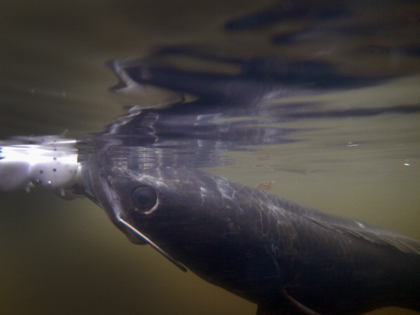 Florida Aims To Control Invasive Snakehead Fish Species