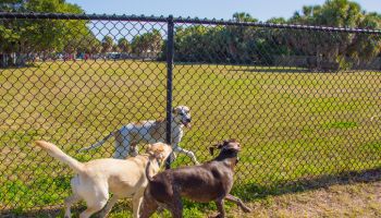Three dogs running along either side of a fence in a public park, United States