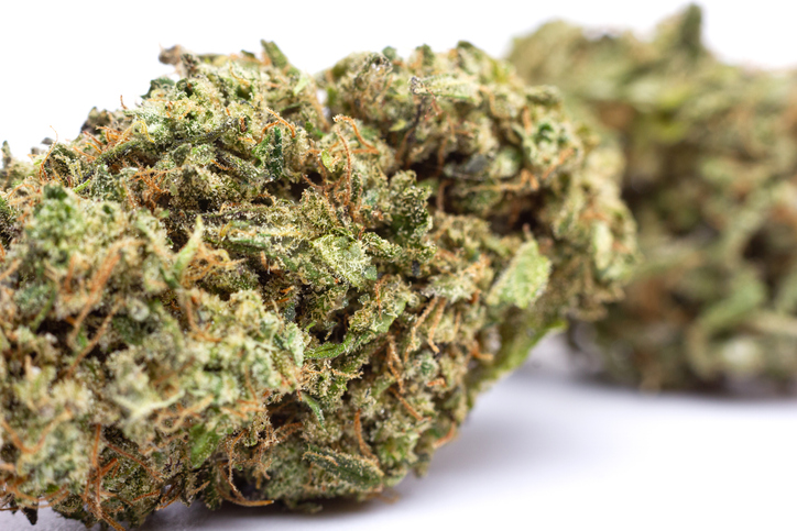 Marijuana flowers isolated on white background